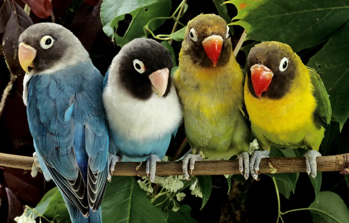 Фото обои цвета, птицы, краски, попугаи