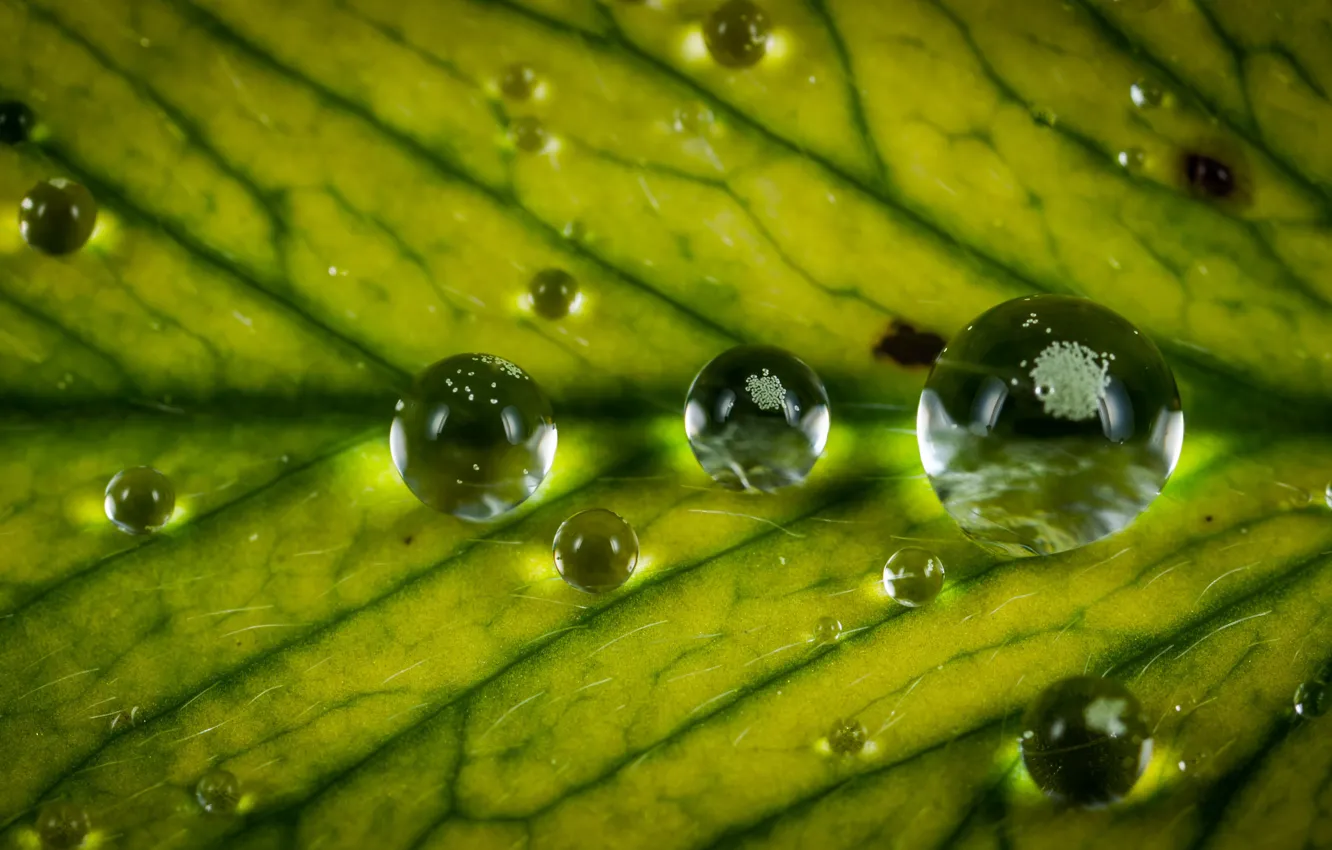 Фото обои Природа, Капли, Зеленый, Роса, Water, Drops, Крупным планом, Dew