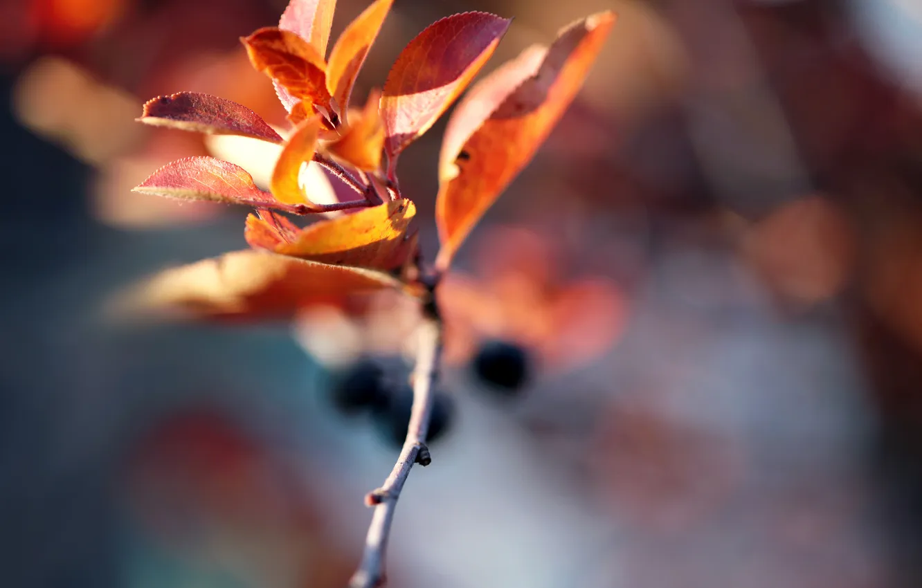 Фото обои осень, веточька, autumn blur