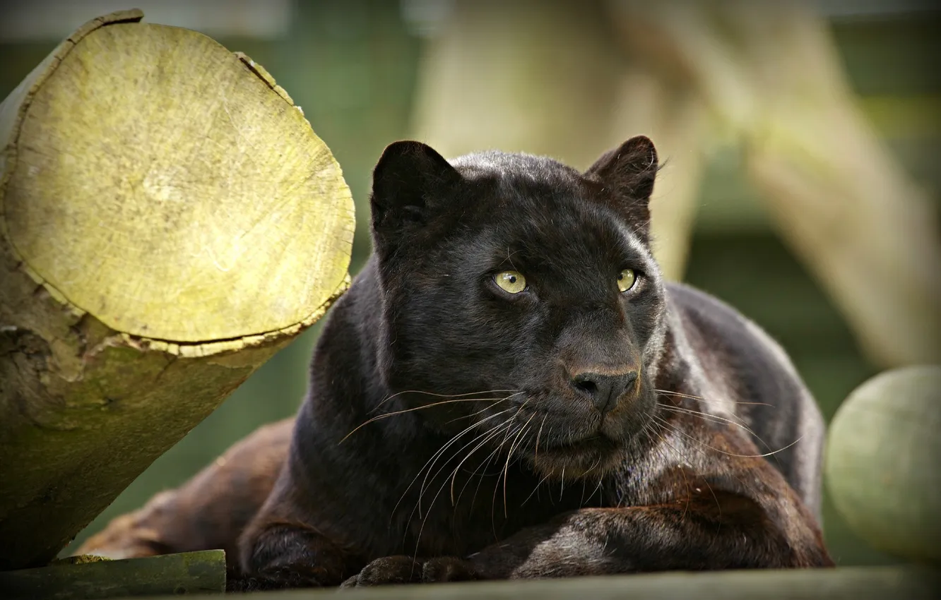 Фото обои морда, отдых, пантера, дикая кошка, черный леопард, © Ania Jones