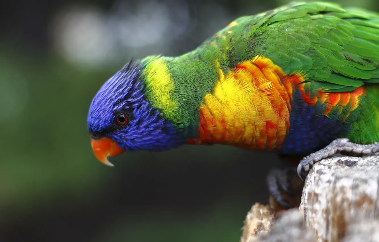 Фото обои птица, попугай, многоцветный лорикет
