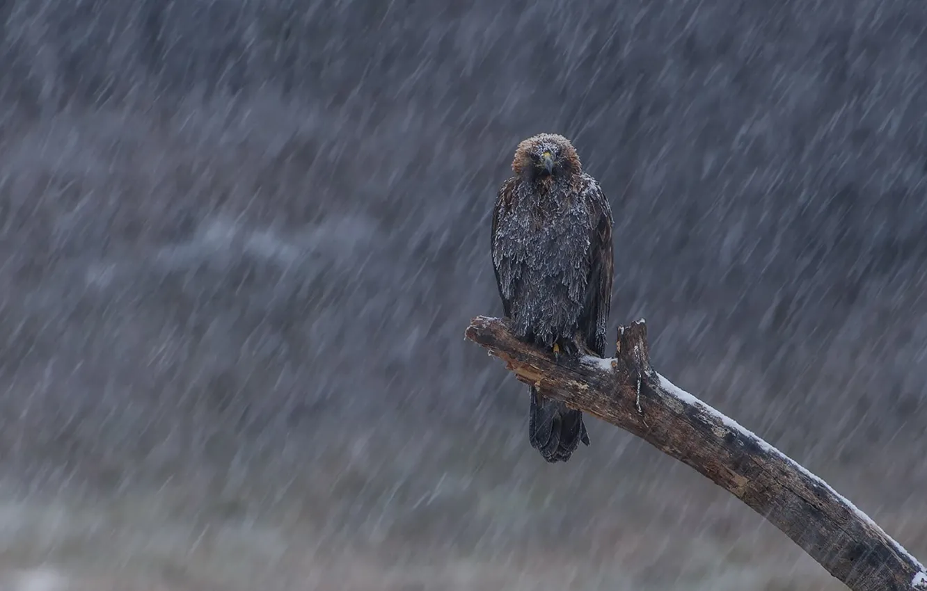 Фото обои nature, snow, birds, gray and black eagle, animals in the wild 1