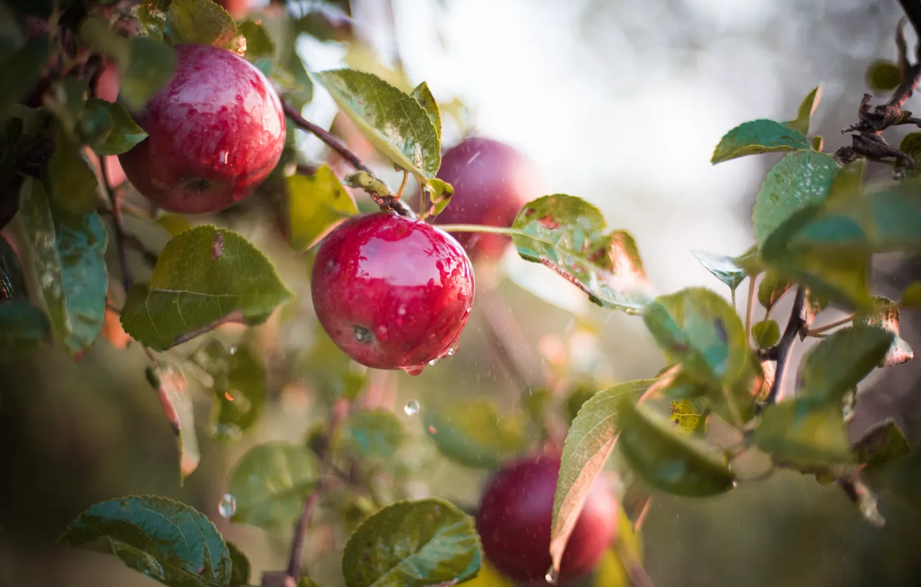 Фото обои мокрый, яблоки, плоды, яблоня