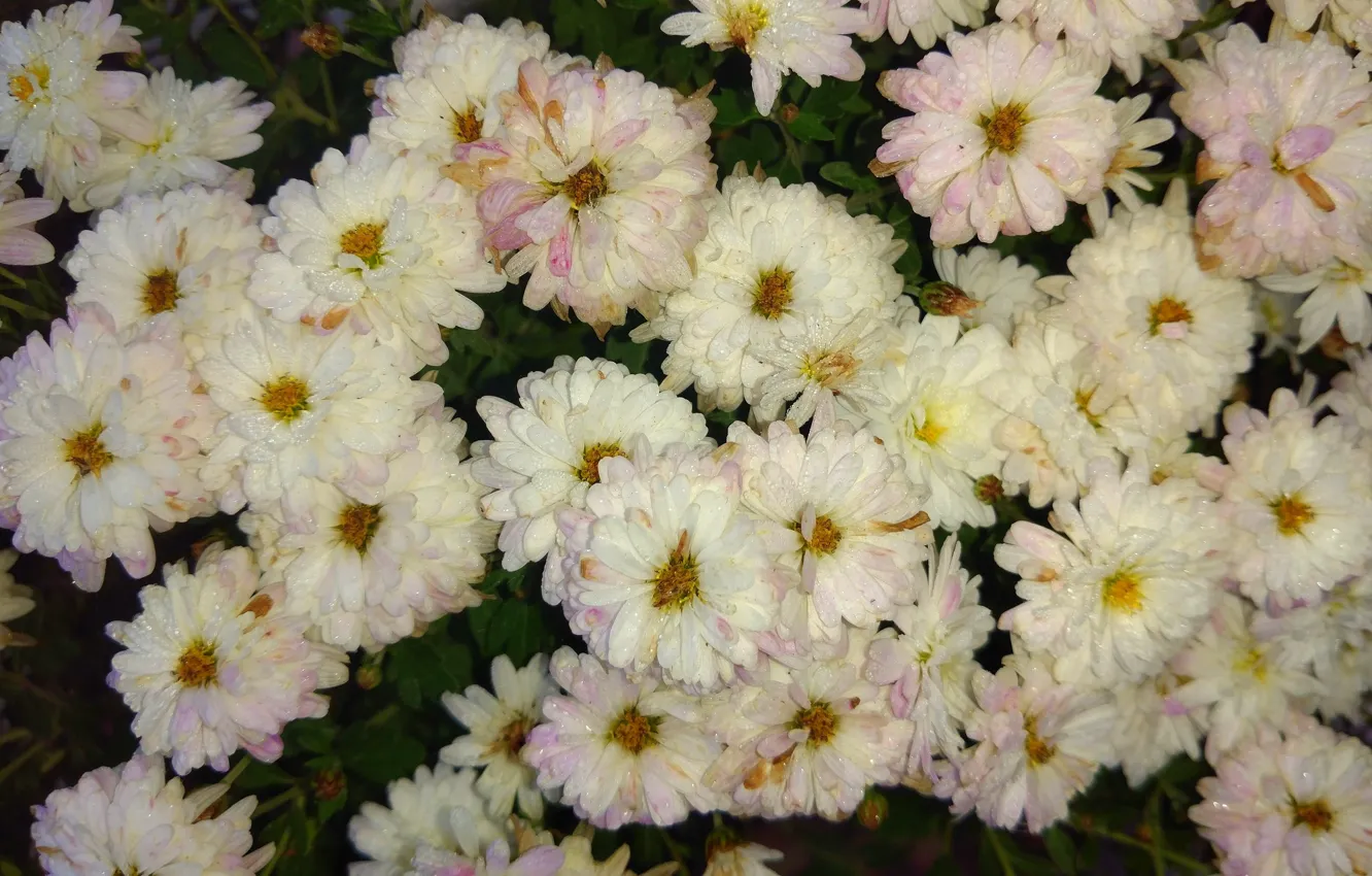 Фото обои осень, белые, хризантемы, mamala ©