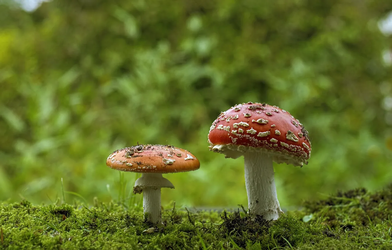 Фото обои лес, грибы, мох, мухоморы