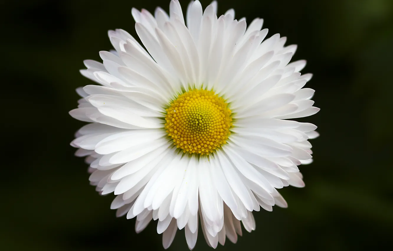 Фото обои Nature, Flower, White, Chamomile