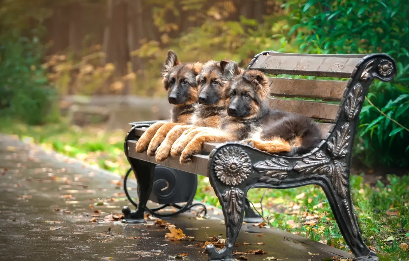 Фото обои скамейка, парк, щенки, трио, овчарка