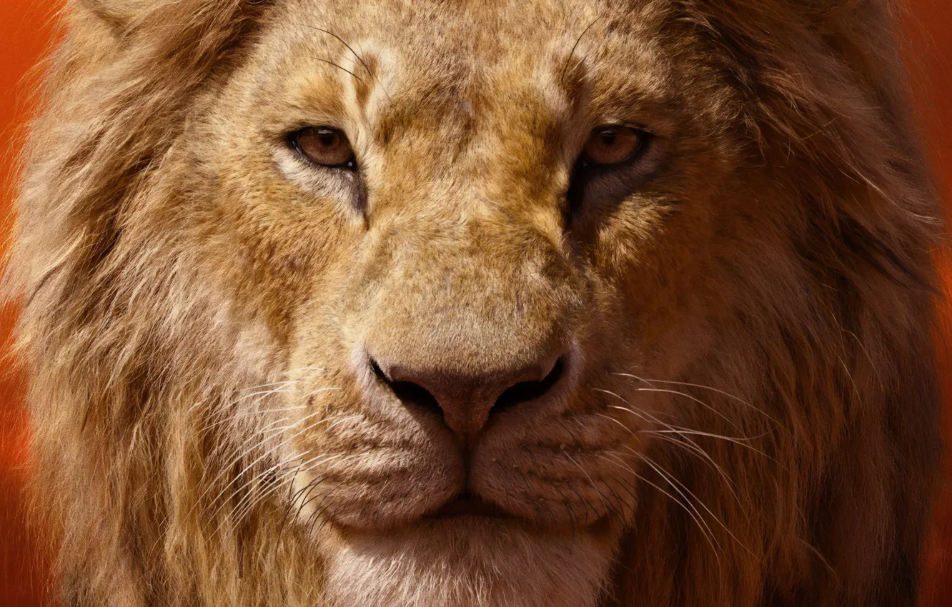Фото обои взгляд, лев, грива, The Lion King, Король лев, 2019