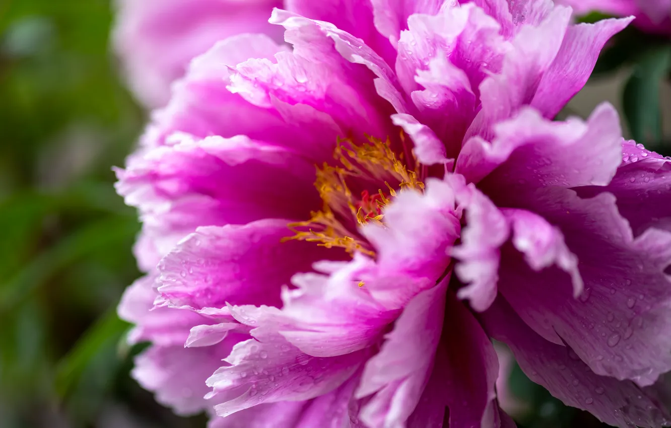 Фото обои цветок, капли, макро, розовый, пион