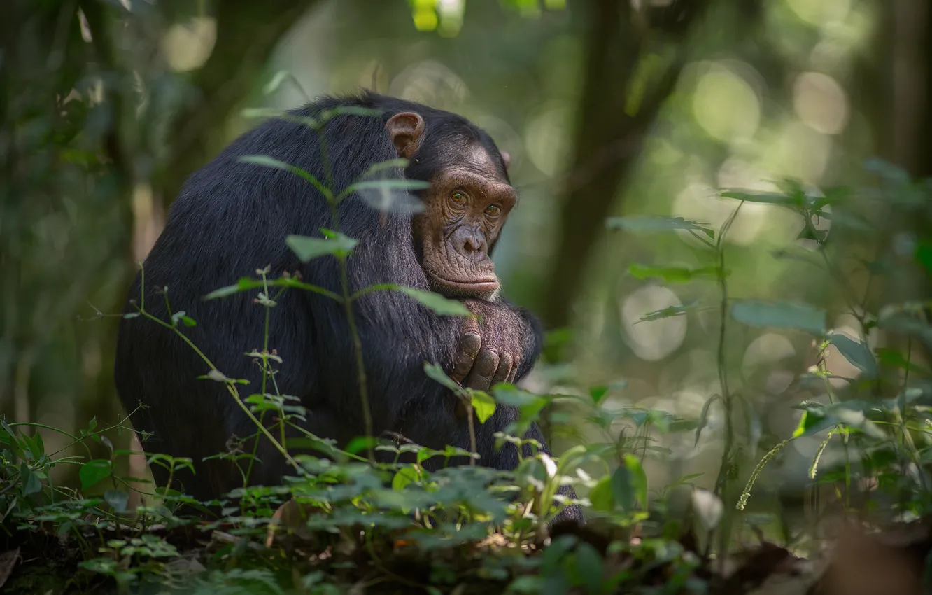Фото обои деревья, листва, джунгли, обезьяна, Африка, боке, шимпанзе, южная Уганда