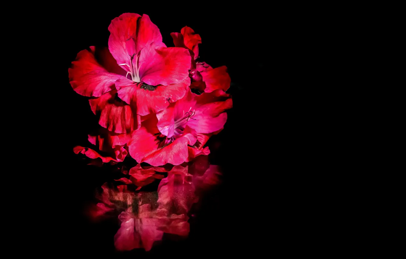 Фото обои вода, цветы, отражение, яркие, черный фон