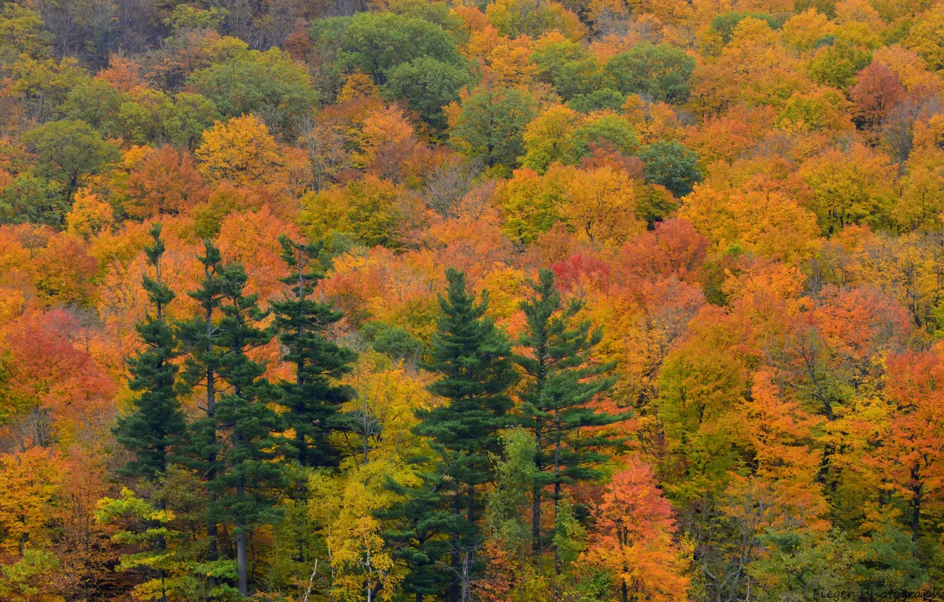 Фото обои осень, лес, деревья, ель, склон