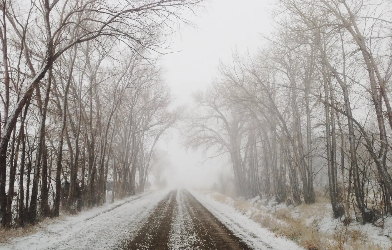 Фото обои road, trees, winter, fog, branches