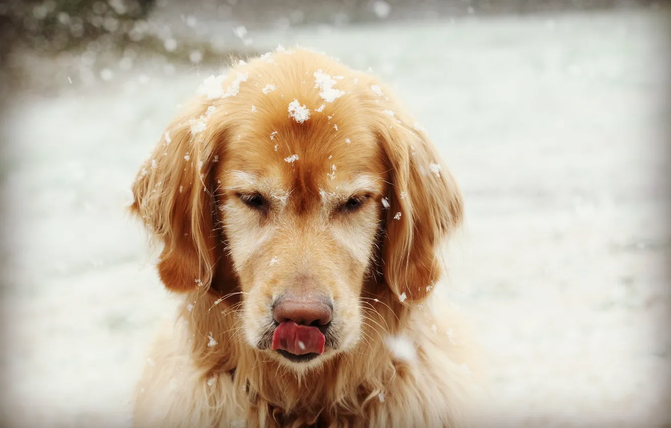 Фото обои снежинки, друг, собака