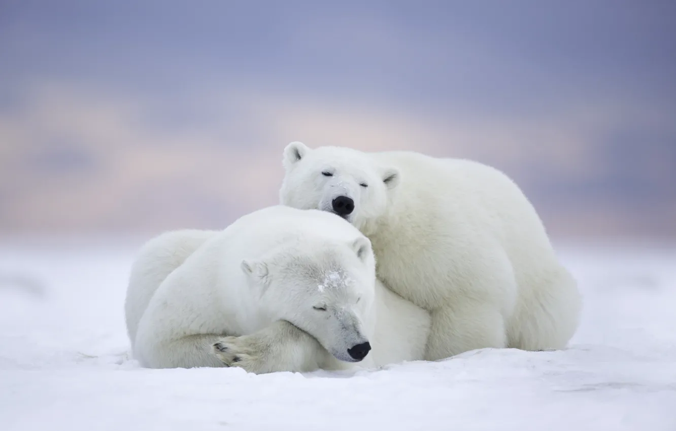 Фото обои отдых, сон, медведи, Аляска, Alaska, парочка, белые медведи, Национальный Арктический заповедник