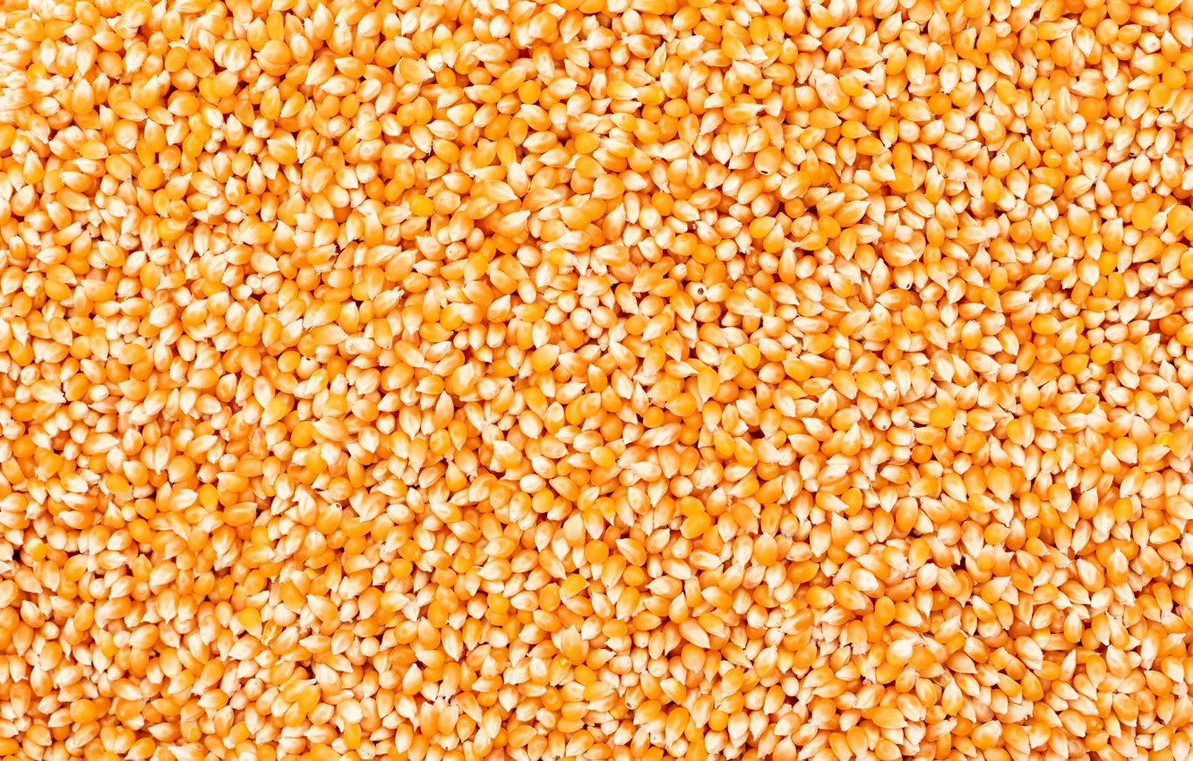 Фото обои texture, food, corn