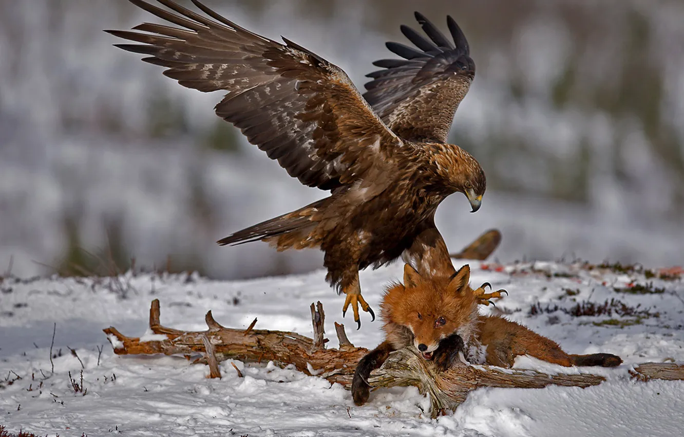 Фото обои eagle, gray, prey, scare, heroe, fearless, one of the most beautiful silent eagles in the …