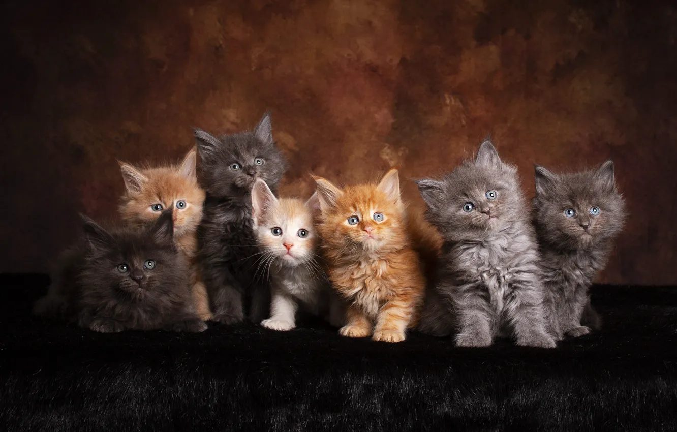 Фото обои взгляд, кошки, поза, темный фон, котенок, котята, мех, малыши