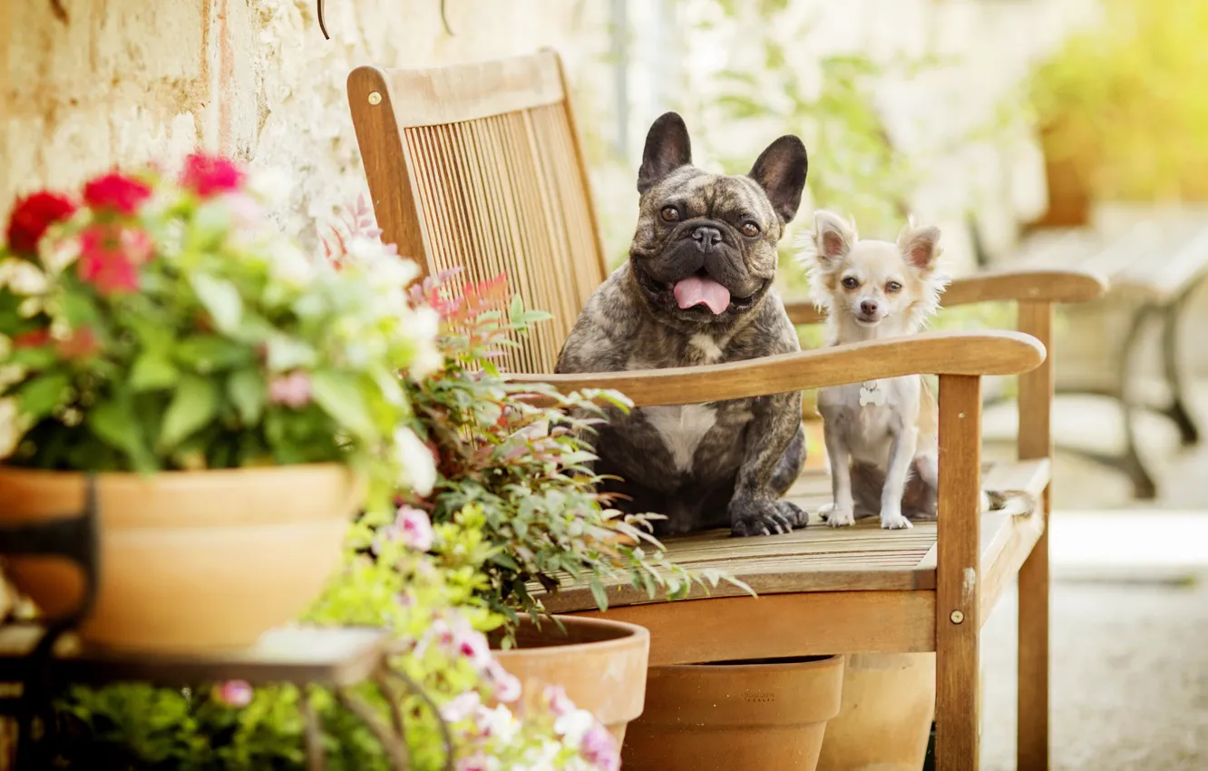 Фото обои собаки, цветы, скамейка, боке, две собаки, Чихуахуа, Французский бульдог
