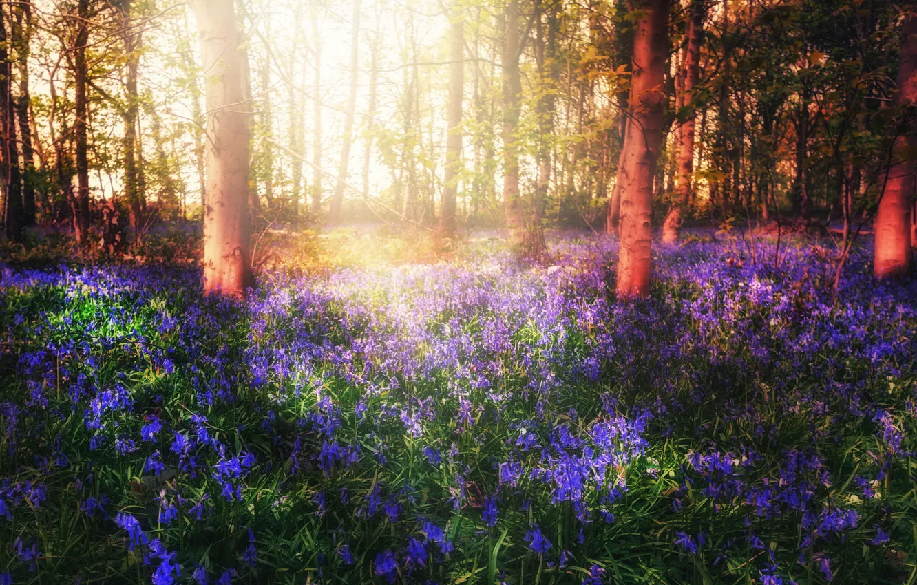 Фото обои лес, свет, цветы, весна