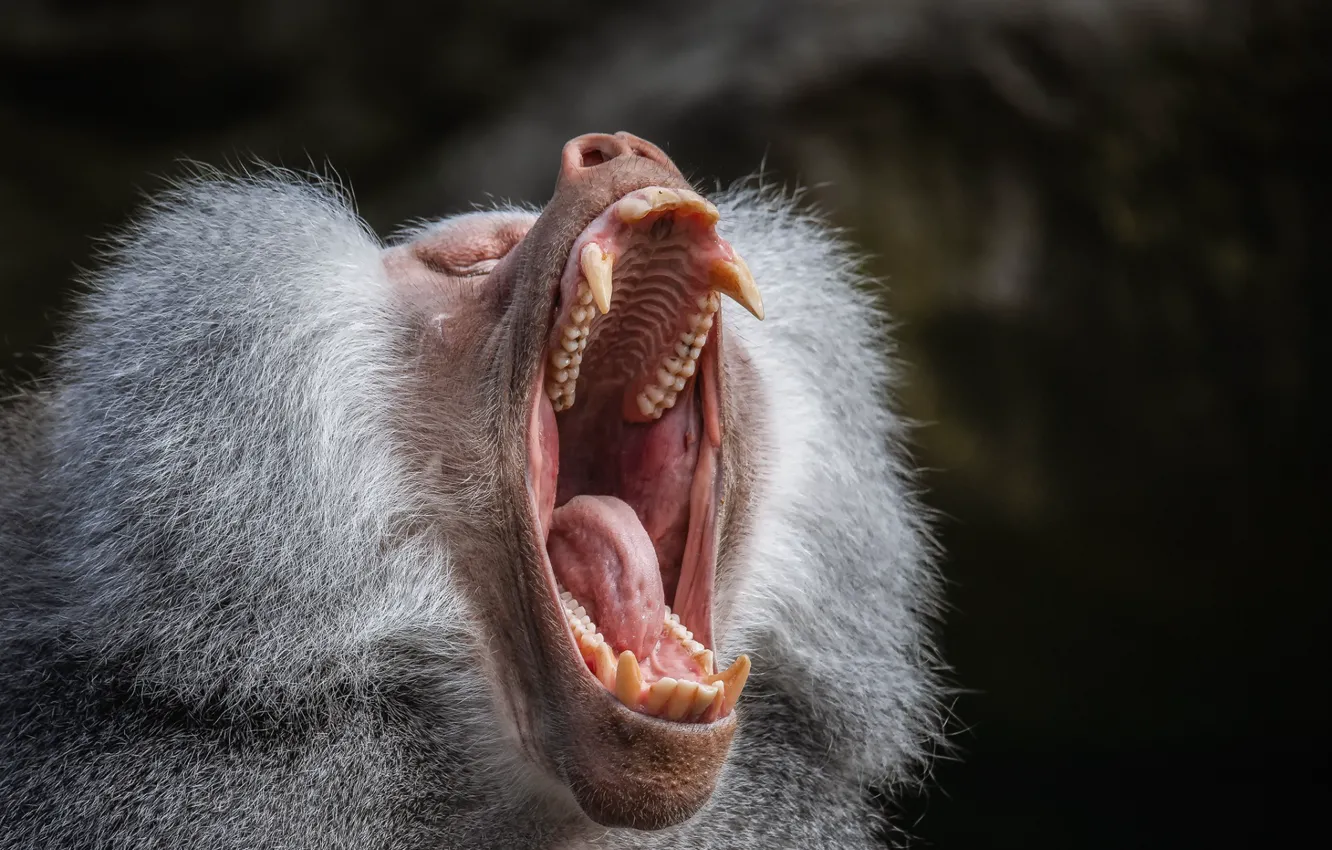Фото обои monkey, scream, tongue, teeth