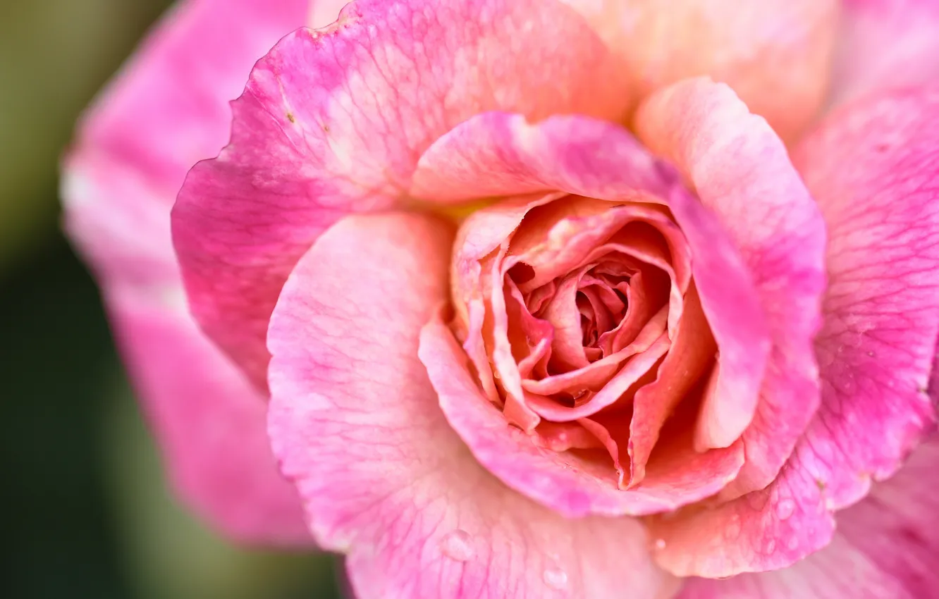 Фото обои макро, крупный план, розовая, роза, лепестки, бутон
