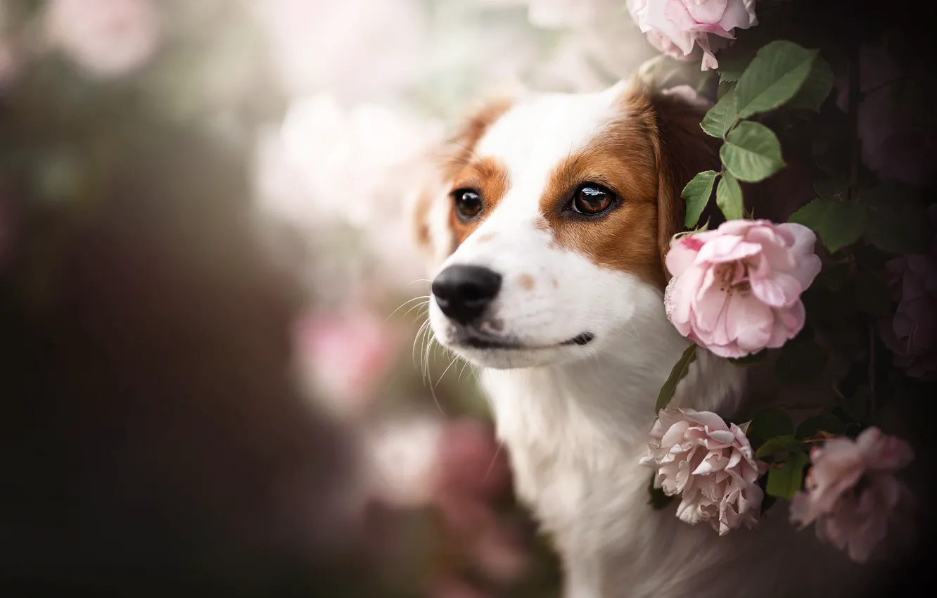 Фото обои взгляд, морда, цветы, собака, боке, Коикерхондье
