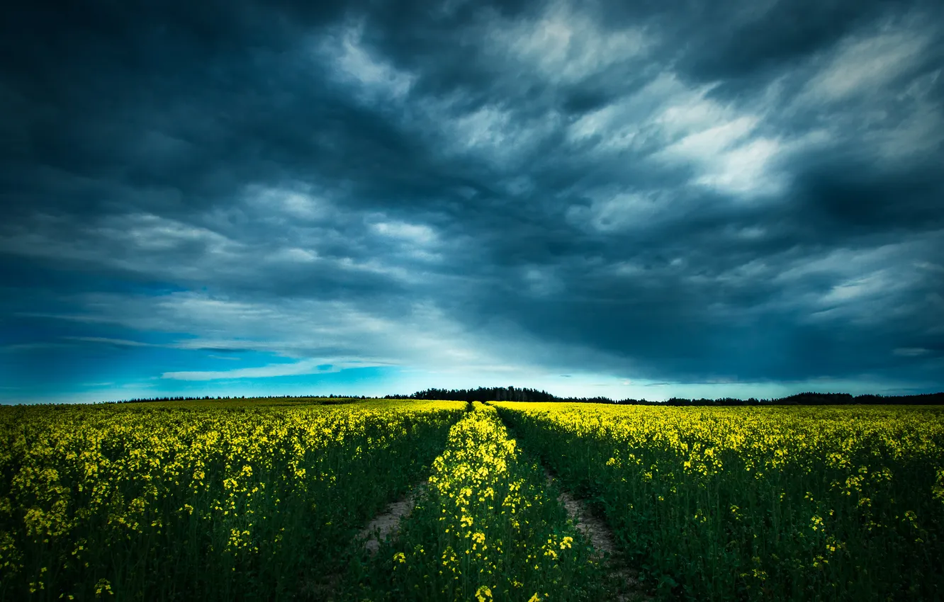 Фото обои поле, облака, цветы, путь, горизонт