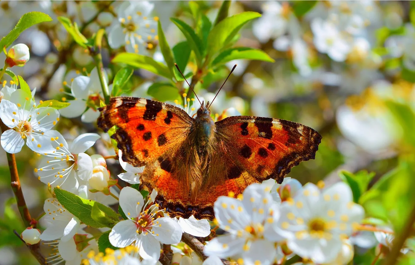 Фото обои Макро, Весна, Бабочка, Spring, Цветение, Macro, Butterfly, Flowering