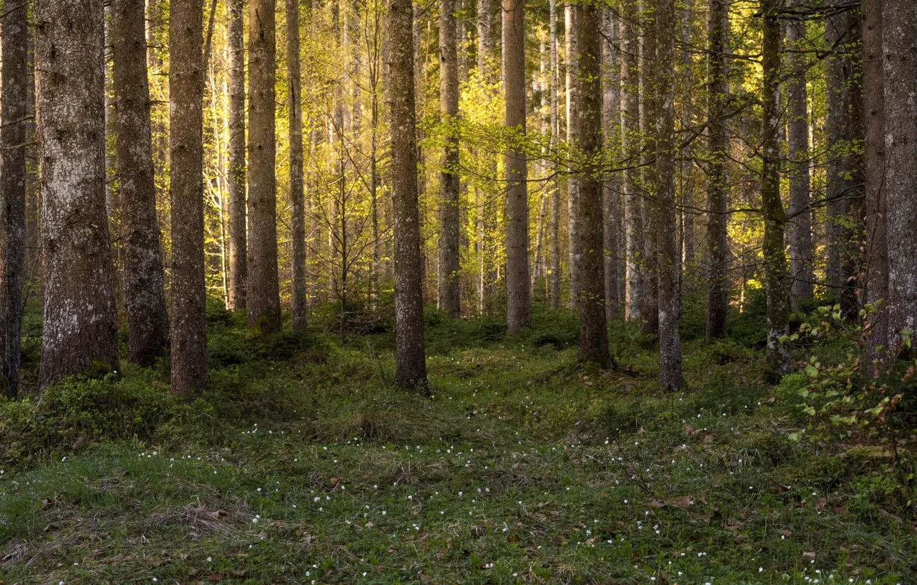 густые непроходимые леса. природа леса. корабельный сосновый лес форкс. плотный лес. туманный лес.