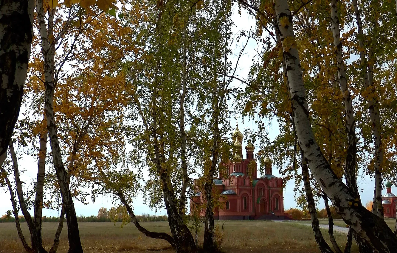 Фото обои осень, фон, Лес, храм, берёзы, ОМСК, Сибирь