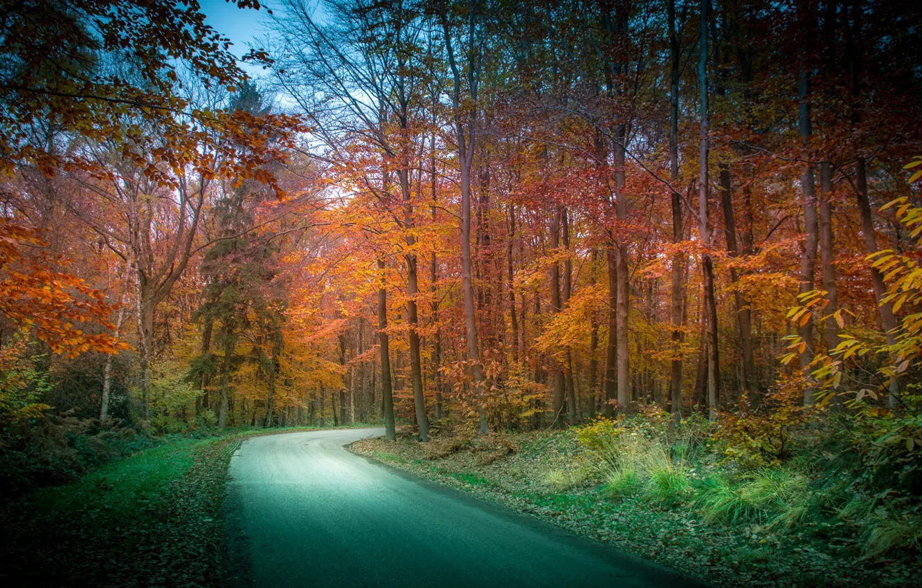 Фото обои дорога, осень, лес, деревья, Нидерланды, Limburg, Vaals