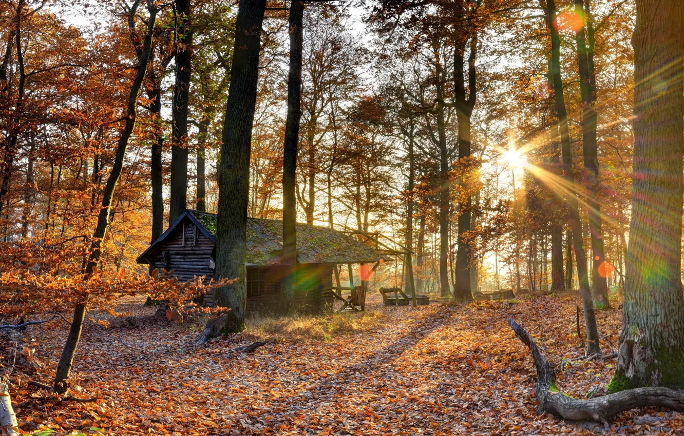 Фото обои осень, лес, домик