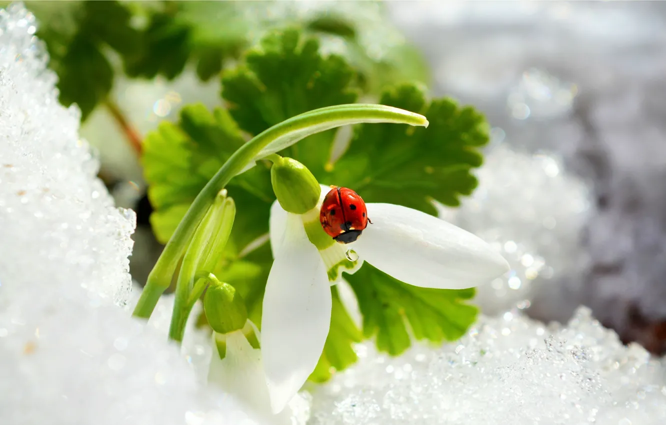 Фото обои Снег, Snow, Подснежник, Snowdrop