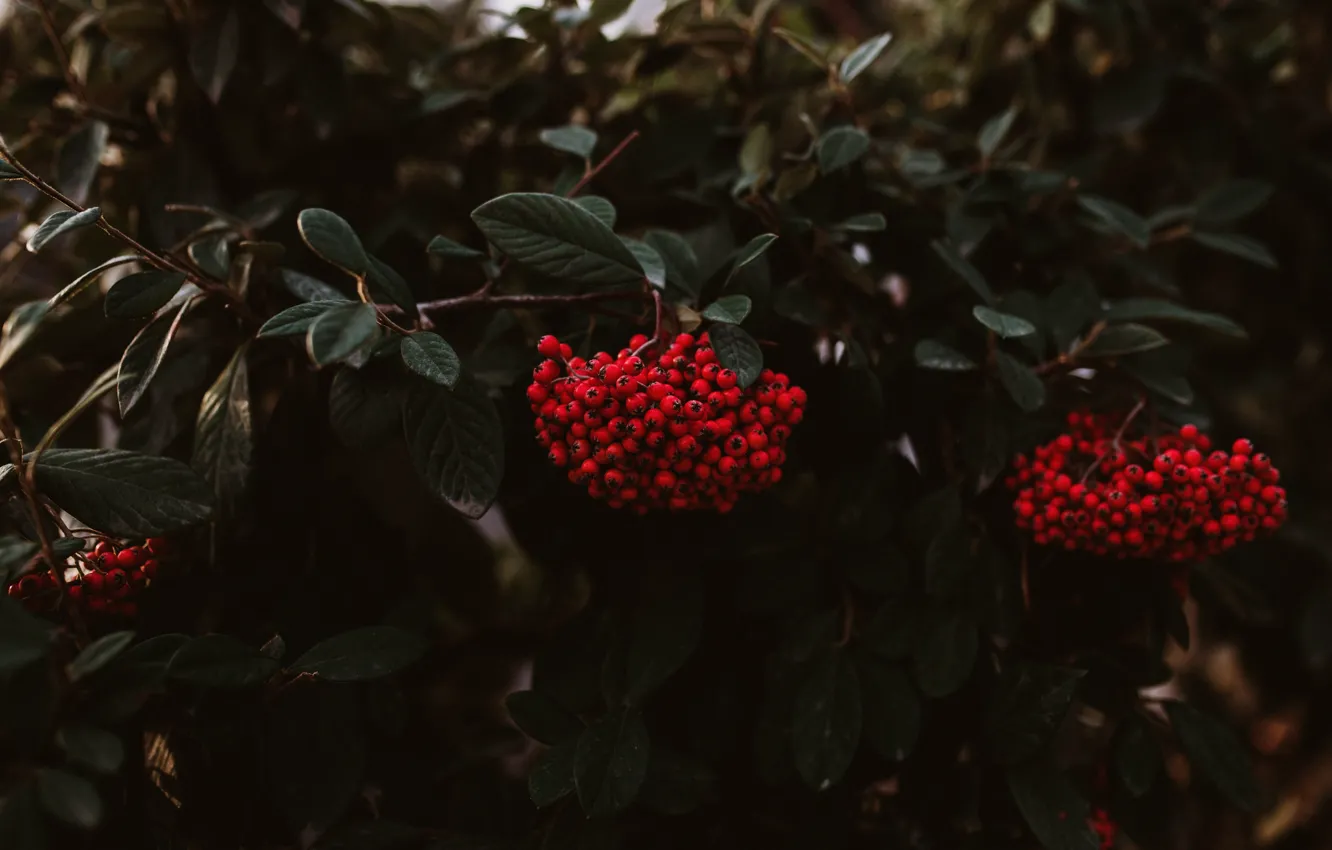 Фото обои осень, листья, ветки, ягоды, темный фон, яркие, плоды, красная