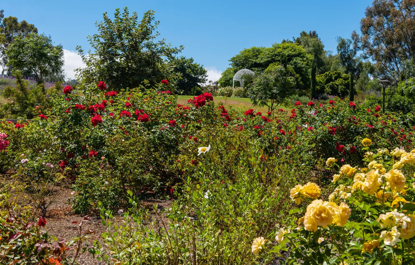 Фото обои зелень, небо, солнце, деревья, цветы, парк, Калифорния, США