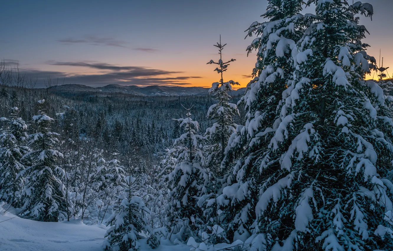 Фото обои зима, лес, снег, пейзаж, природа, ели