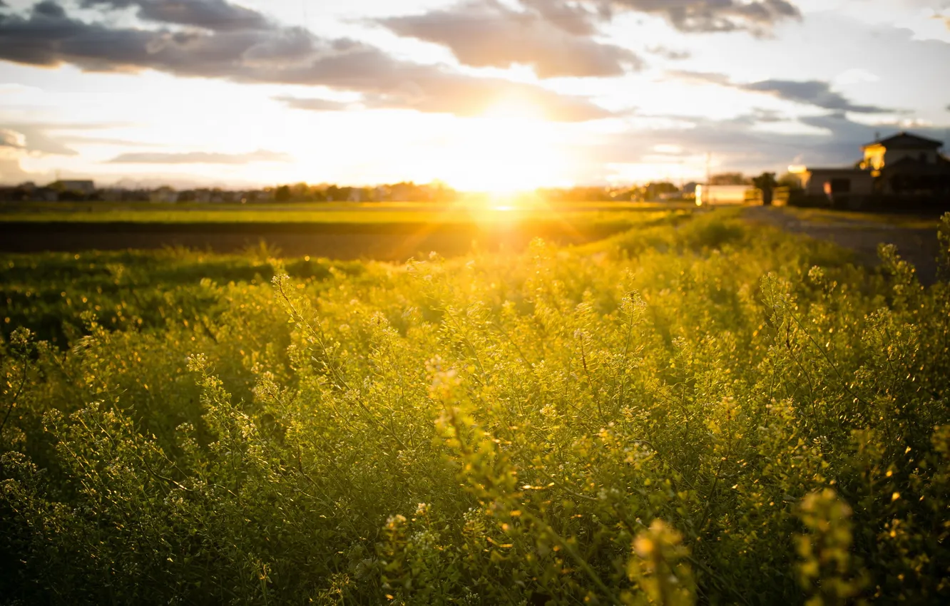 Фото обои поле, трава, солнце, пейзаж