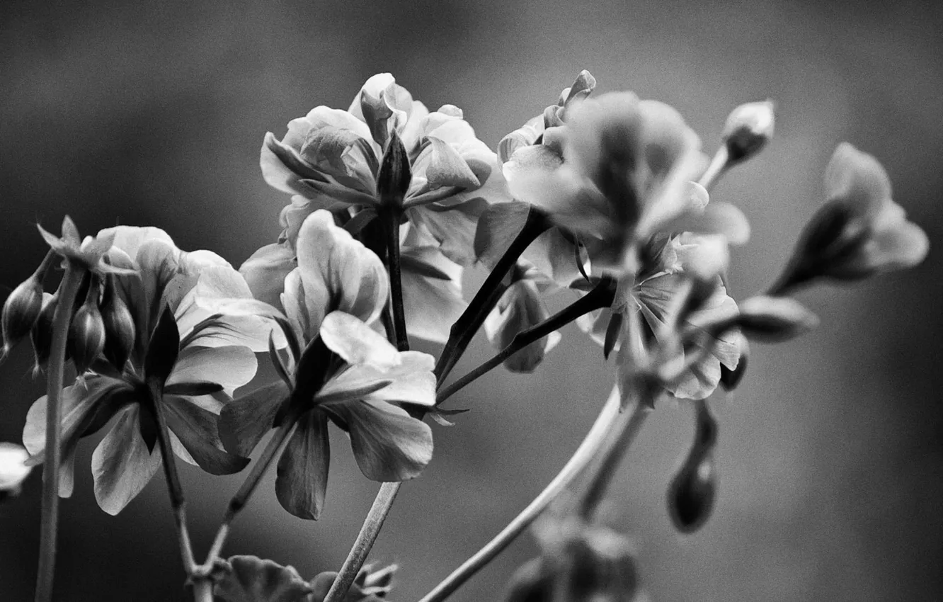 Фото обои цветы, природа, чёрно-белое, растения, лепестки, стебли. листья