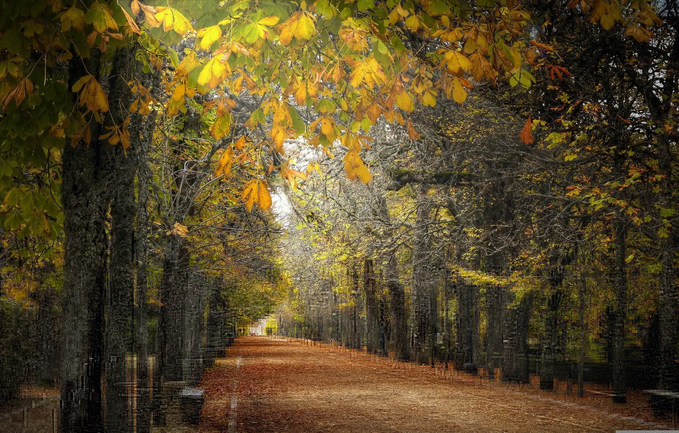 Фото обои square, autumn, leaves