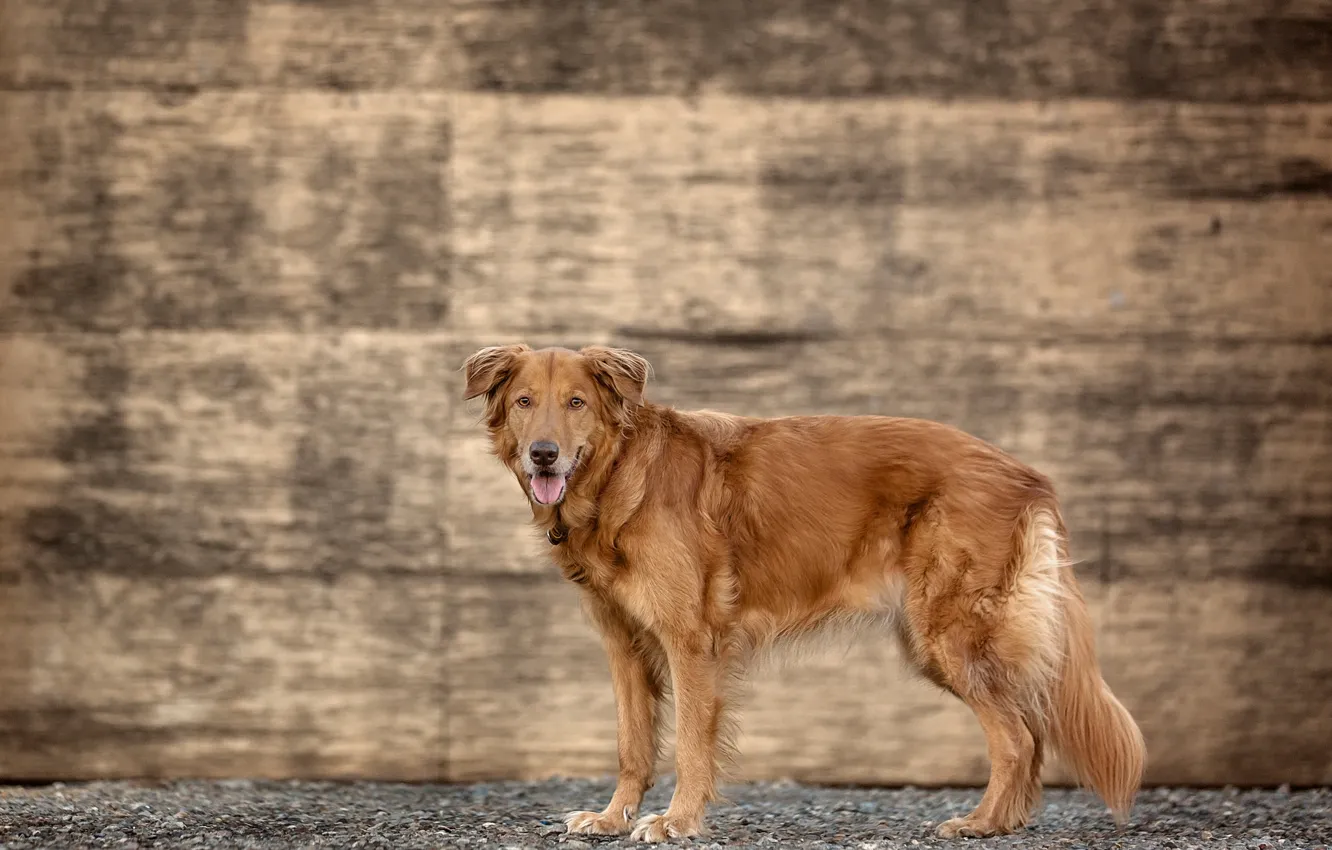 Фото обои стена, пёс, golden retriever, Brown at Sundown
