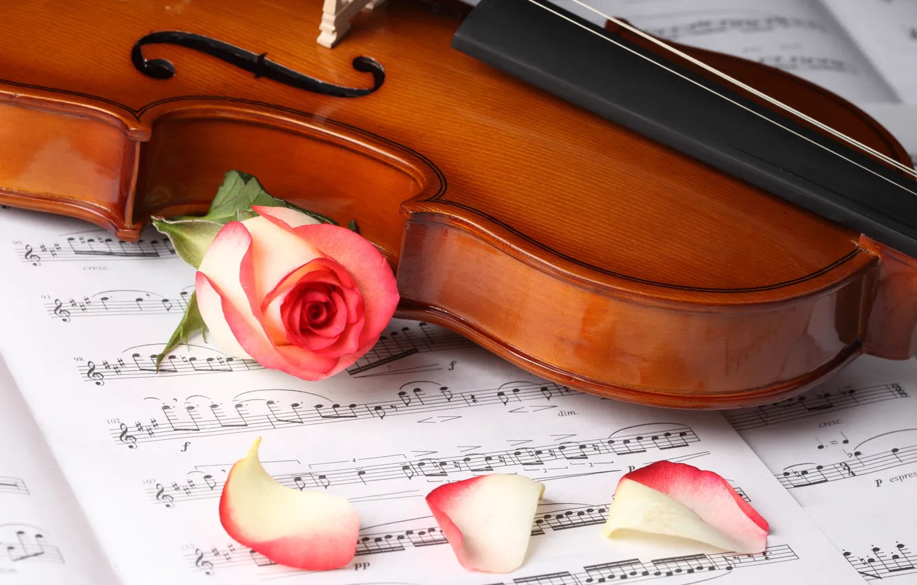 Фото обои цветы, скрипка, розы, лепестки