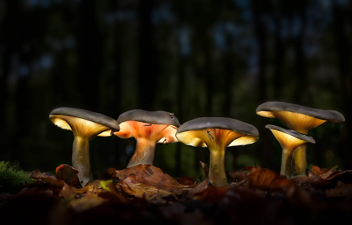 Фото обои свет, природа, темный фон, гриб, мох, комары, семейка, осенние листья