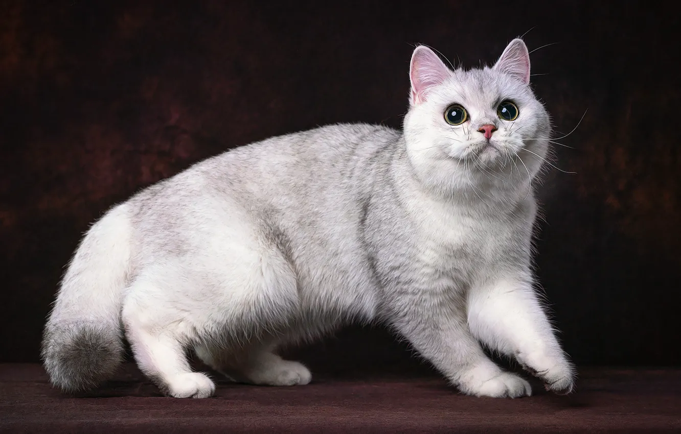 Фото обои кошка, темный фон, белая, фотоарт, манчкин