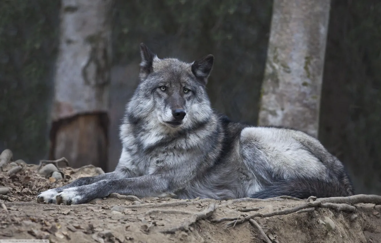 Фото обои nature, face, animal, wolf, wildlife, head, fur, mammal