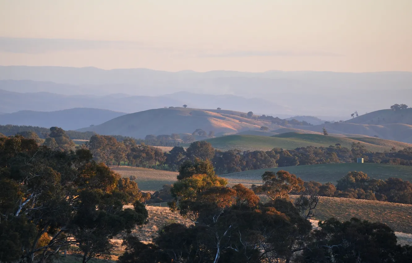 Фото обои деревья, закат, холмы, вечер, Australia, Victoria, Near Beechworth