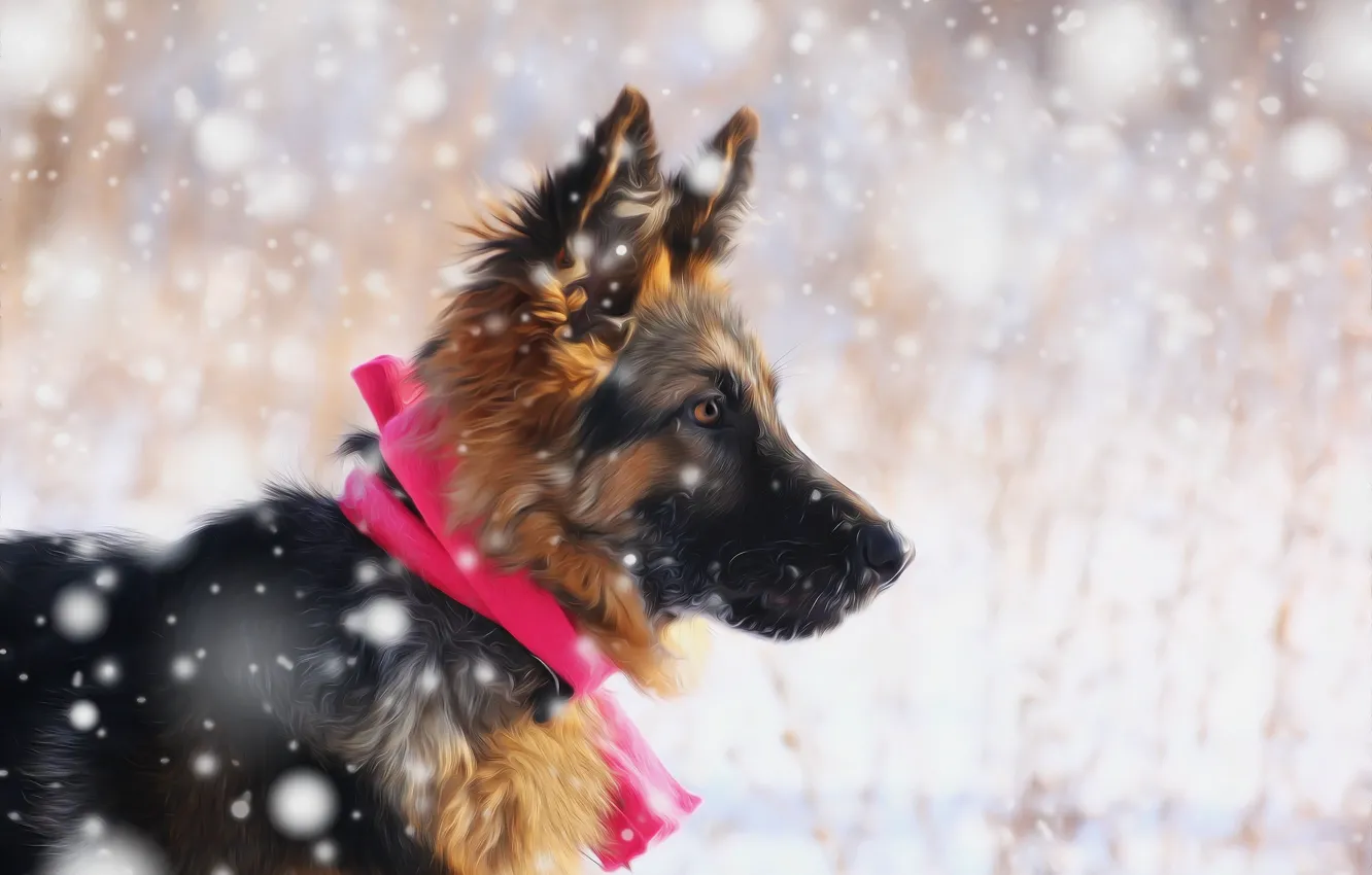 Фото обои взгляд, снег, друг, щенок, немецкая овчарка