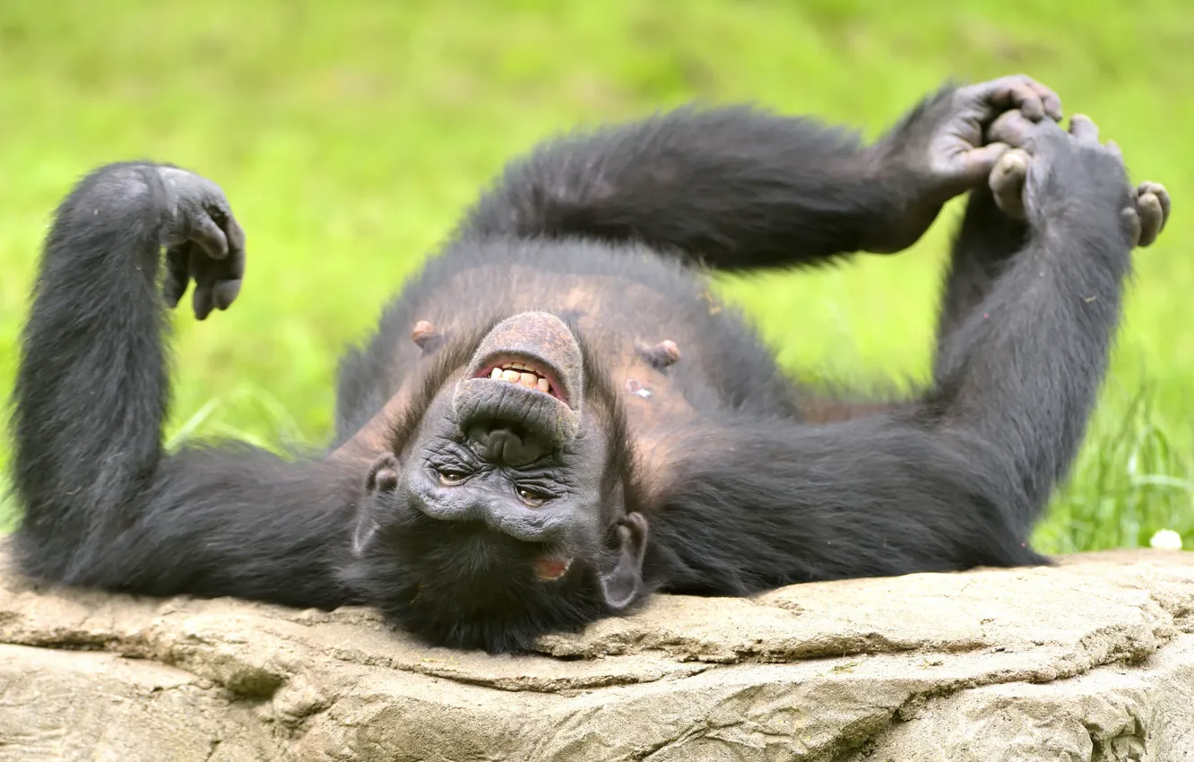 Фото обои смех, смешной, шимпанзе