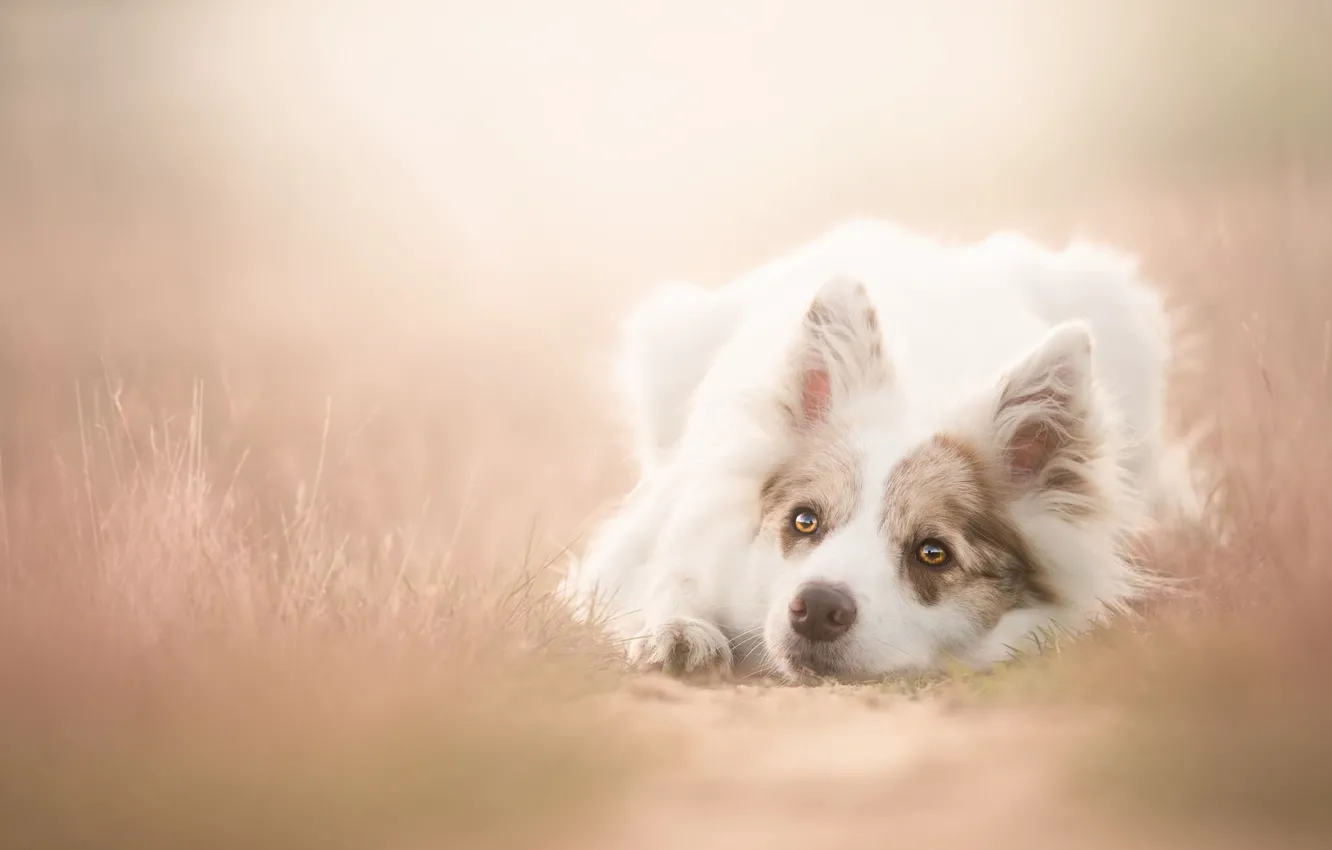 Фото обои трава, взгляд, природа, туман, собака, лежит, белая, тропинка
