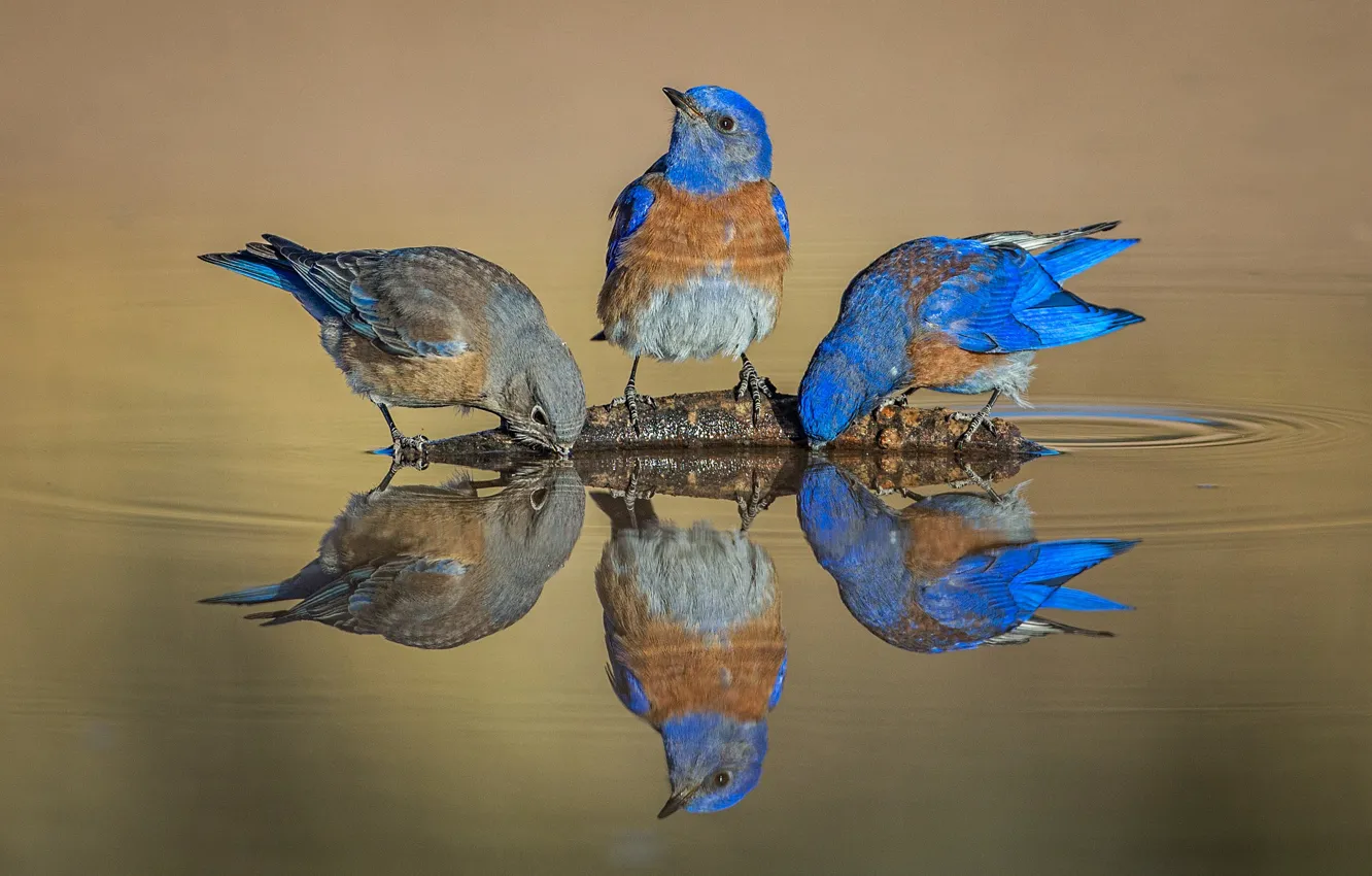 Фото обои вода, птицы, отражение, западная сиалия